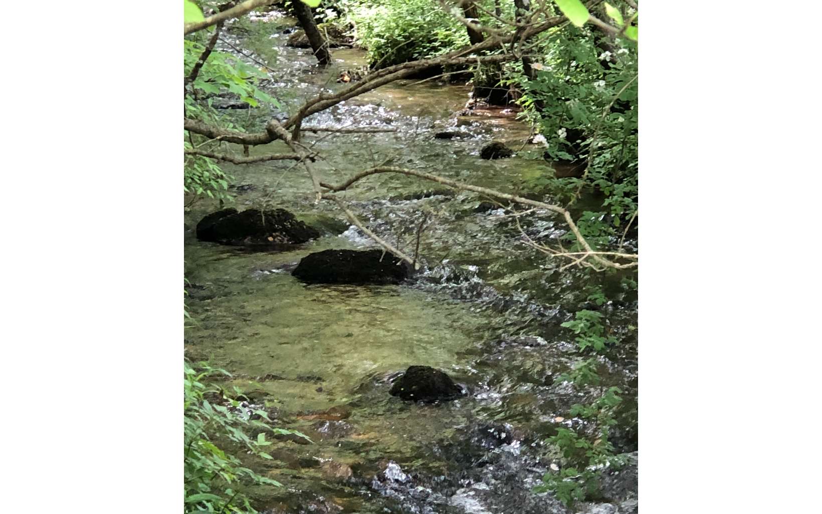 107 Buck Creek Trail