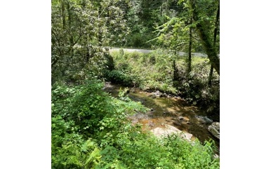 0 Cohutta Forest