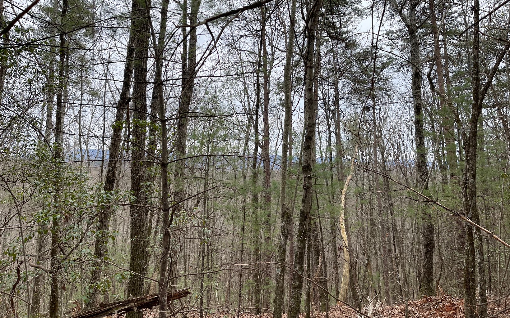 7.41 Ralston Creek Trail