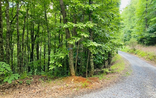 Mollie Mountain Trail