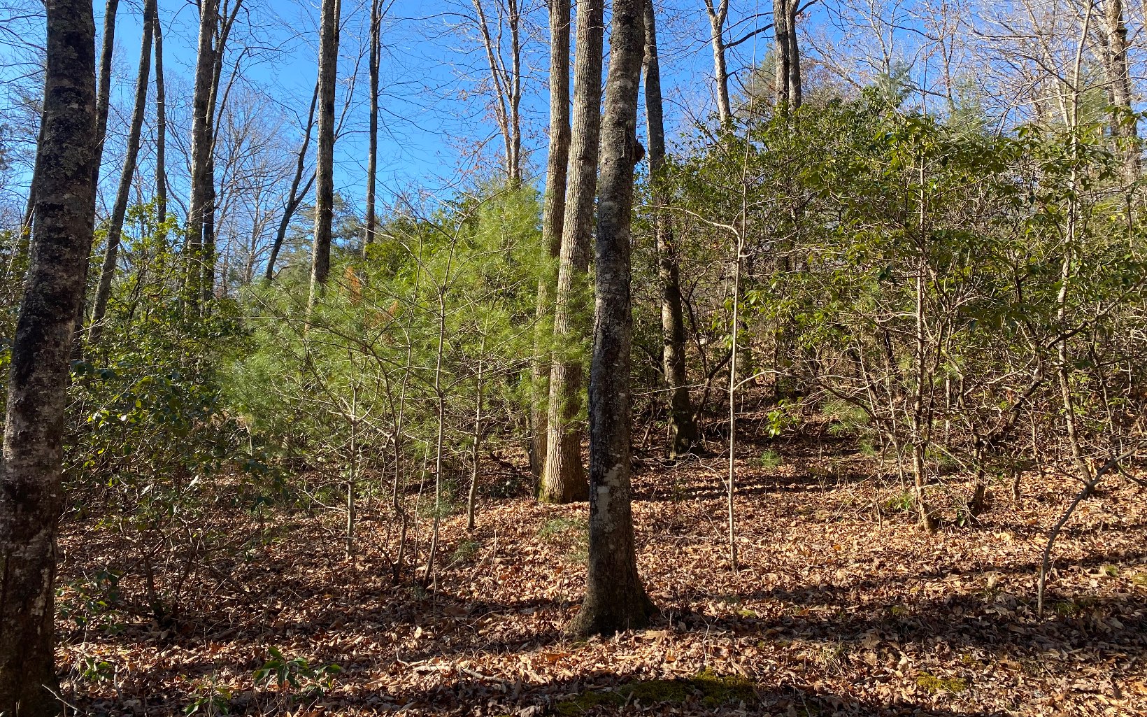 92 Oliver Creek Road