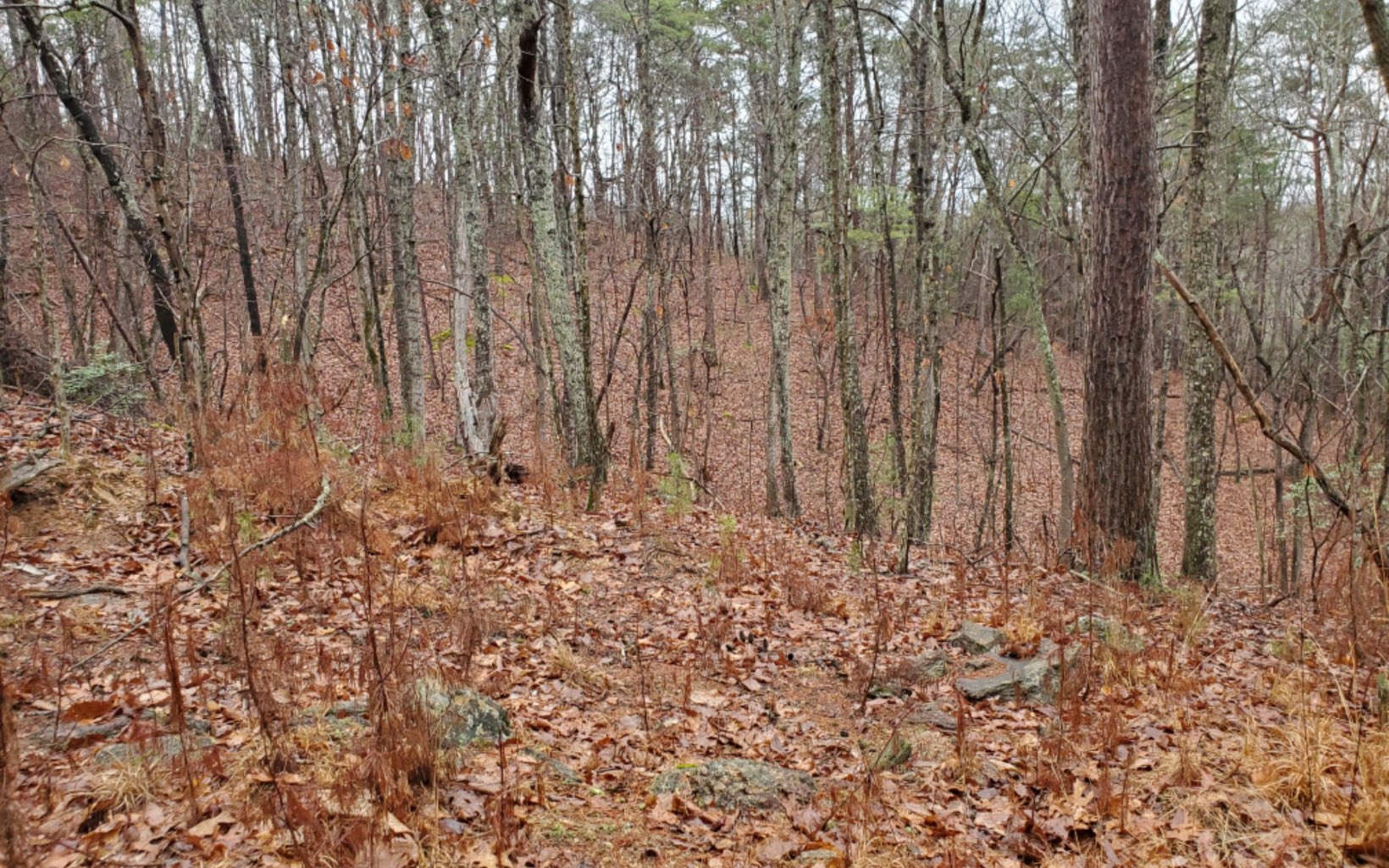 TR2 Wildwood Trail