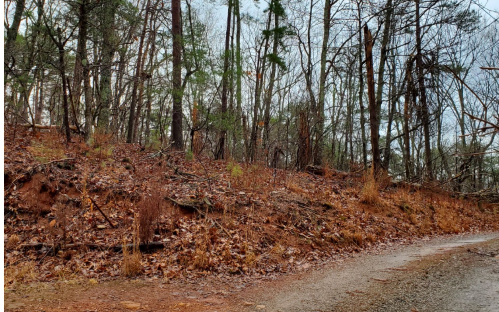 TR2 Wildwood Trail