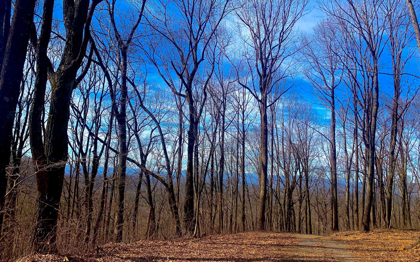 0 Mealer Road 40 Acres