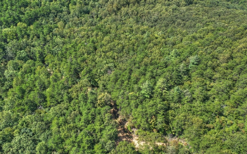 0 Mealer Road 40 Acres