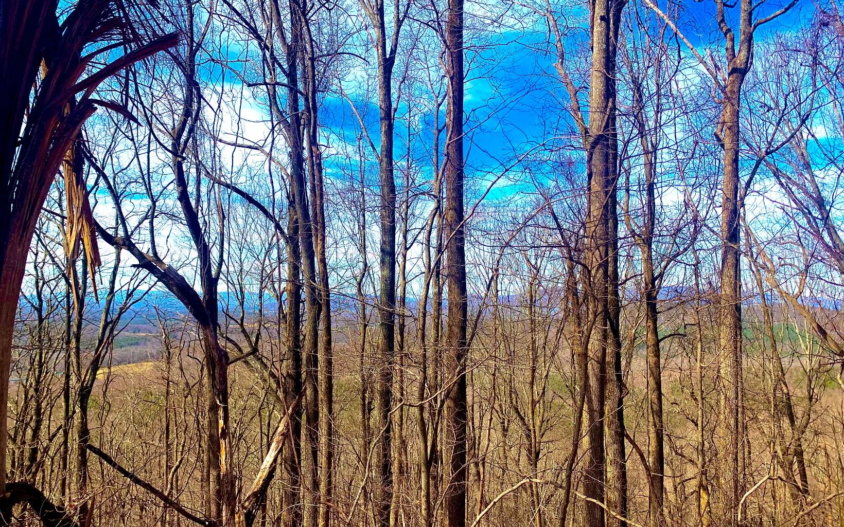 0 Mealer Road 40 Acres