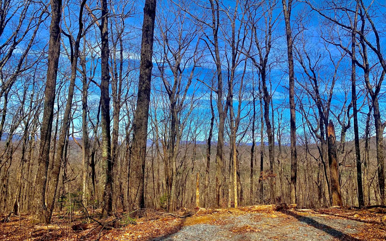 0 Mealer Road 40 Acres
