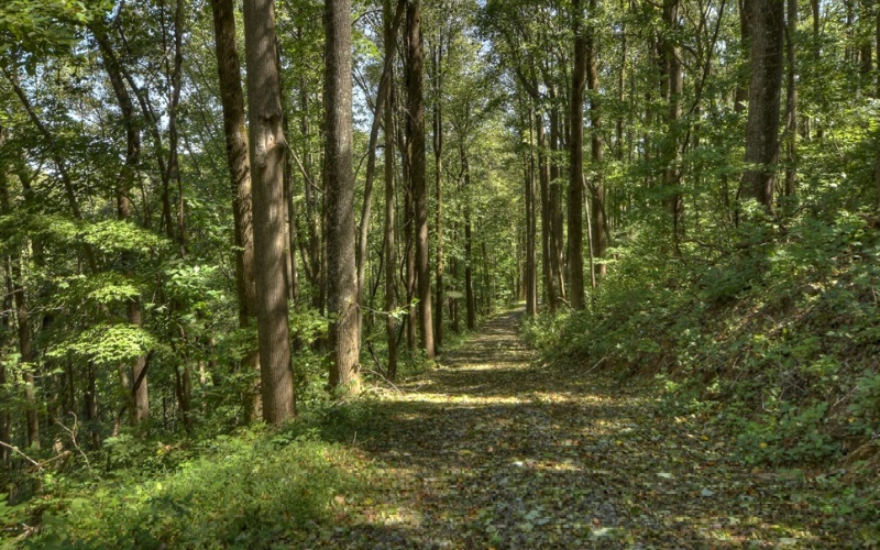 0 Mealer Road 40 Acres