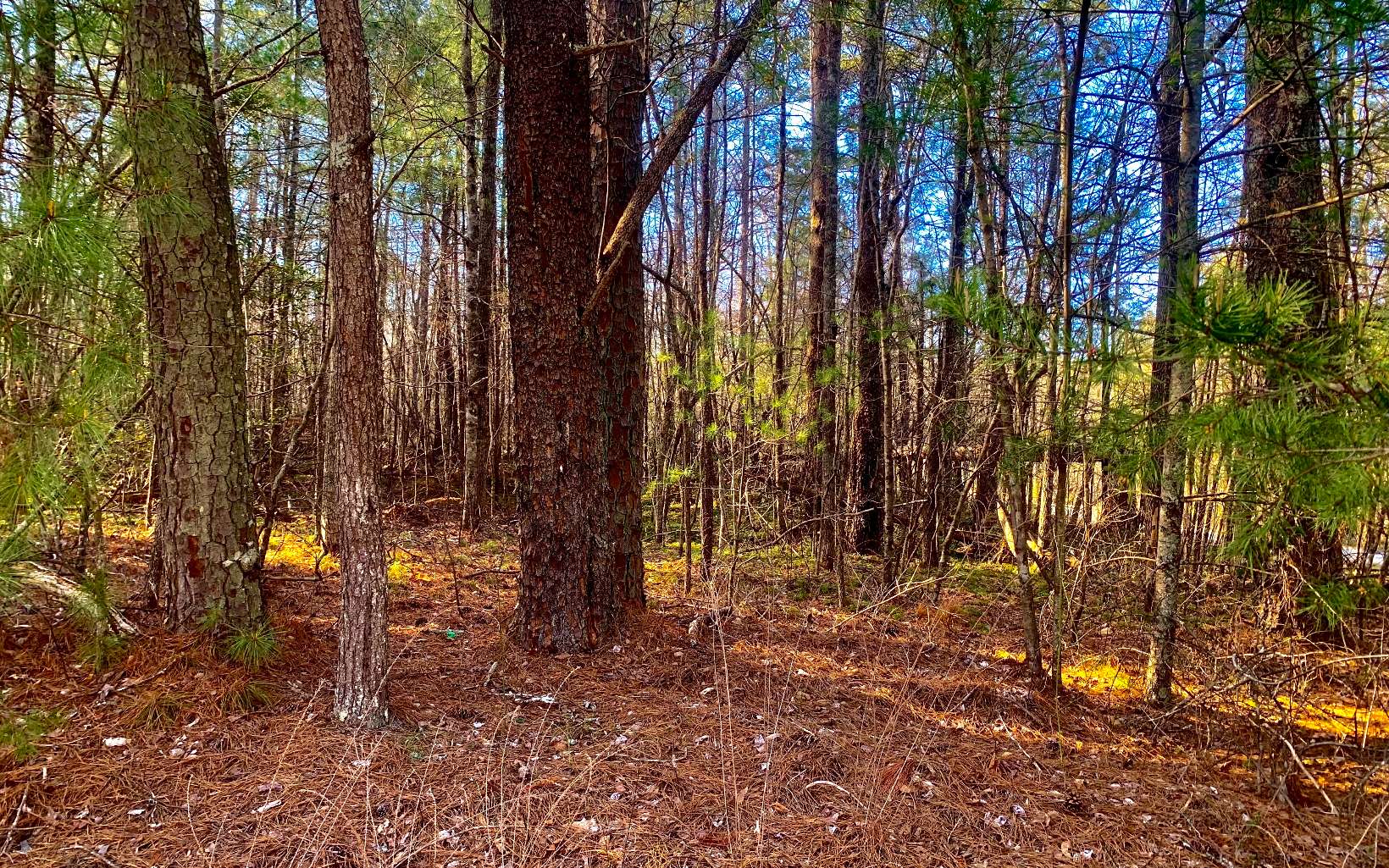 LT 11 Deer Walk Trail