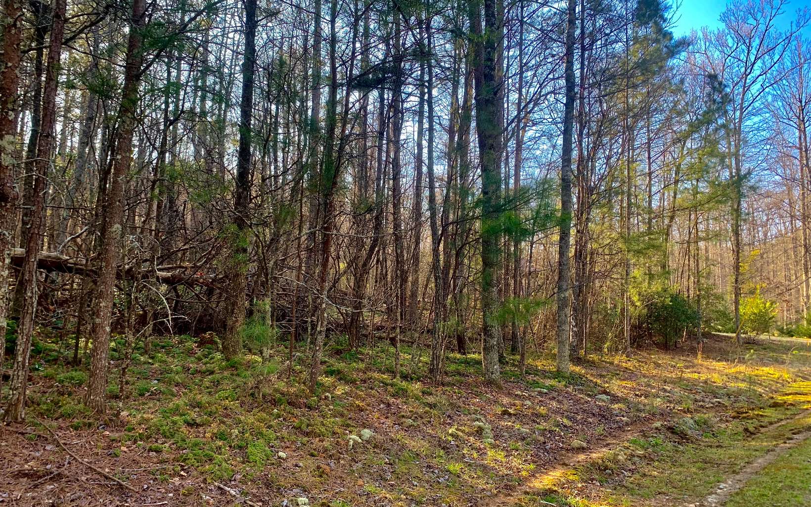 LT 11 Deer Walk Trail