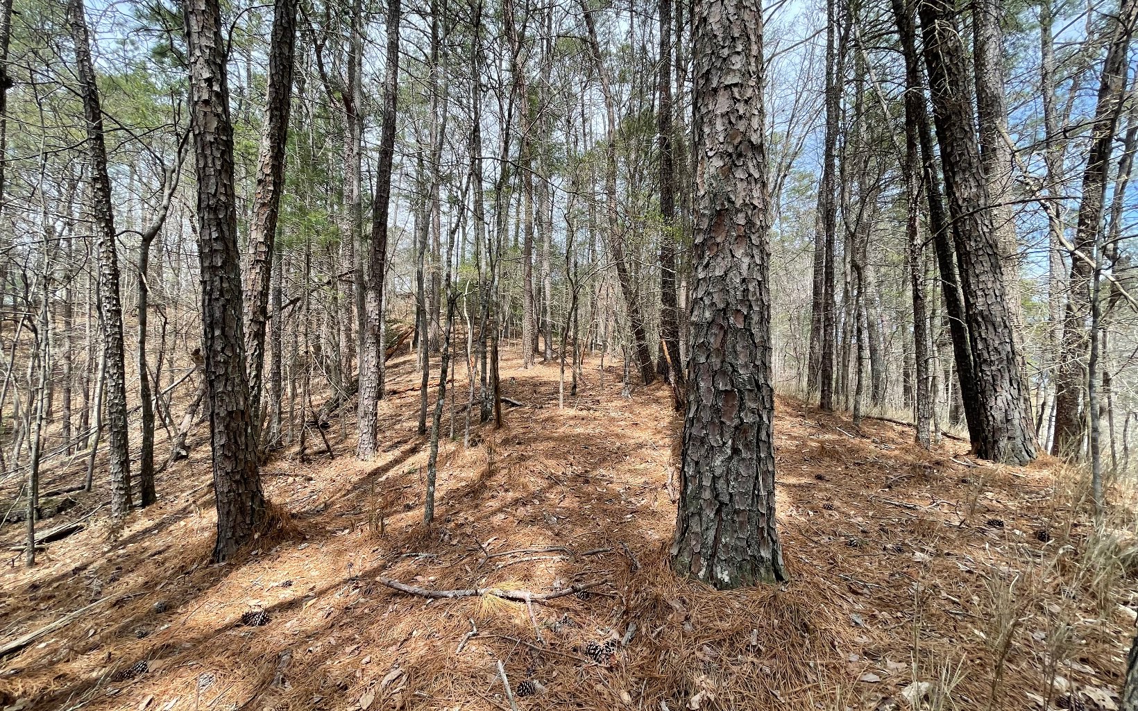 1 AC Lyric Lane