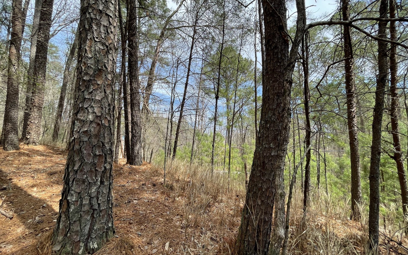 1 AC Lyric Lane