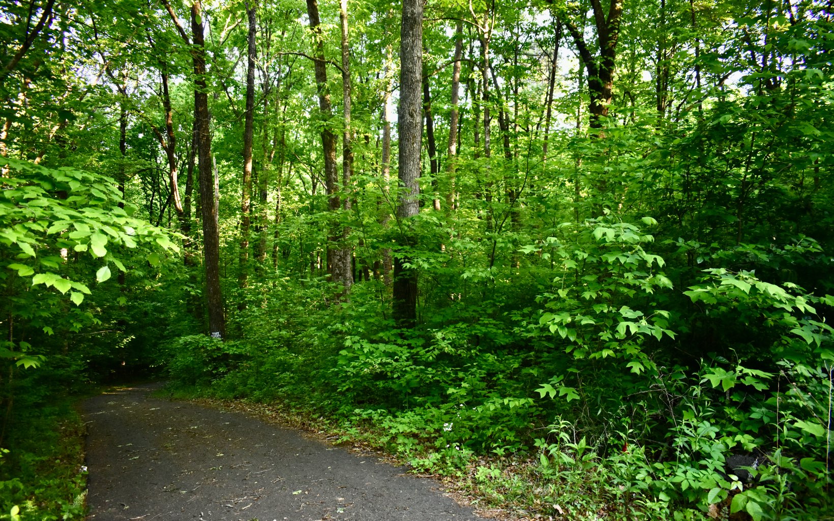 Big Creek Road