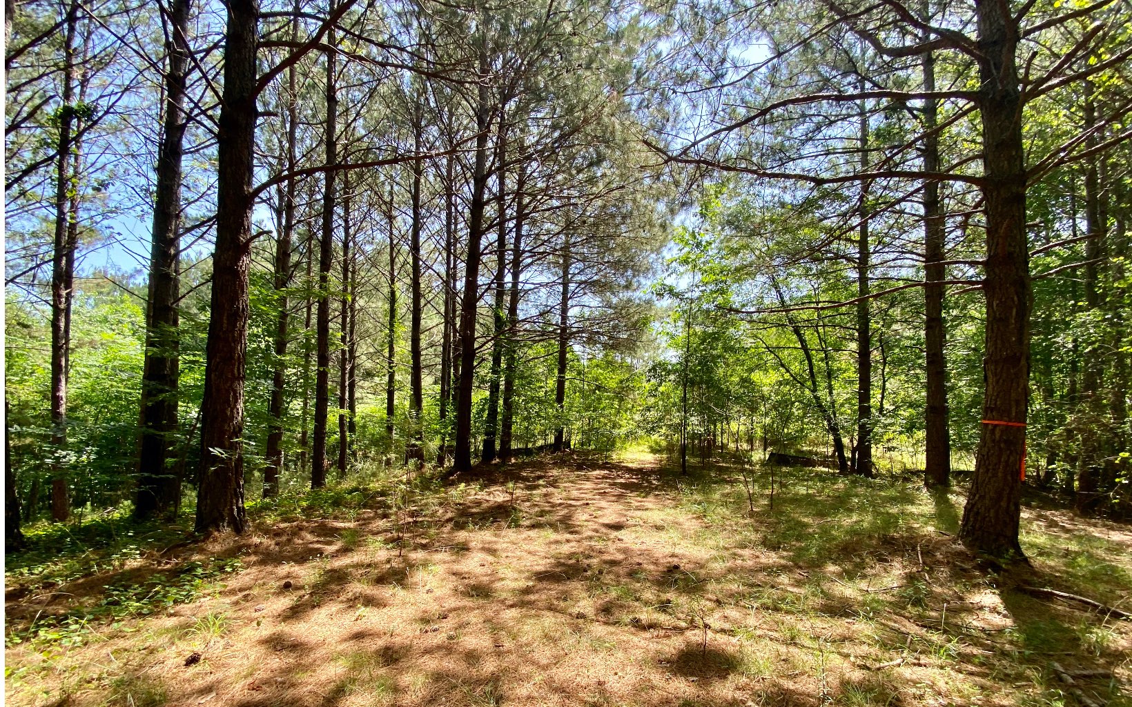 242 Foxpaw Leaf Court