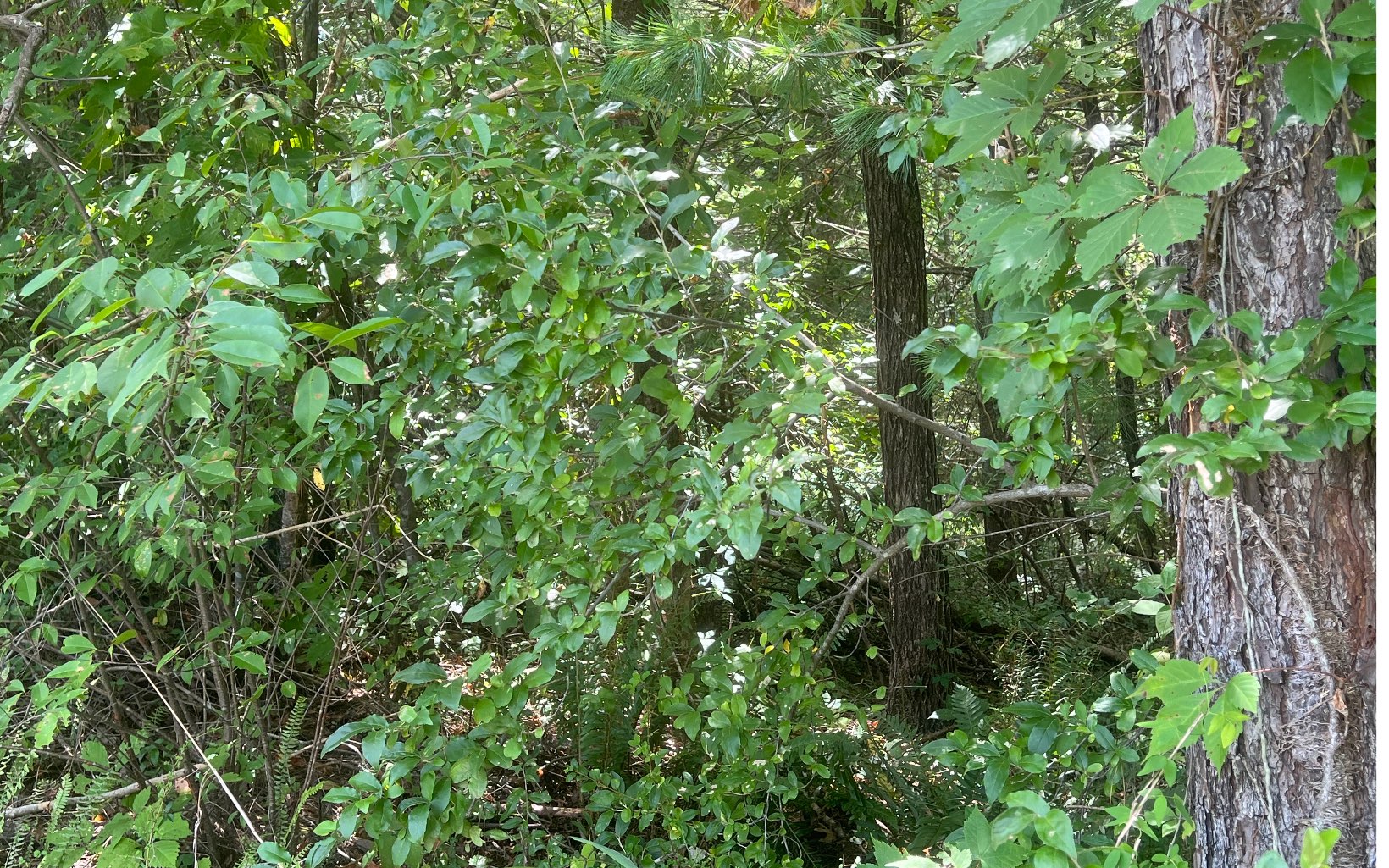 LOT 8 Old Orchard Road