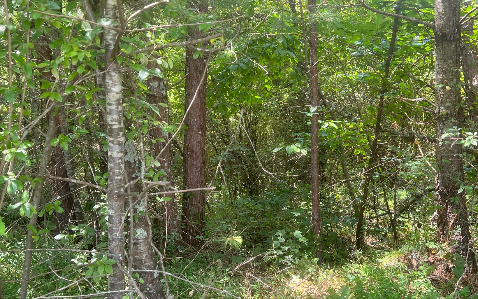 LOT 8 Old Orchard Road