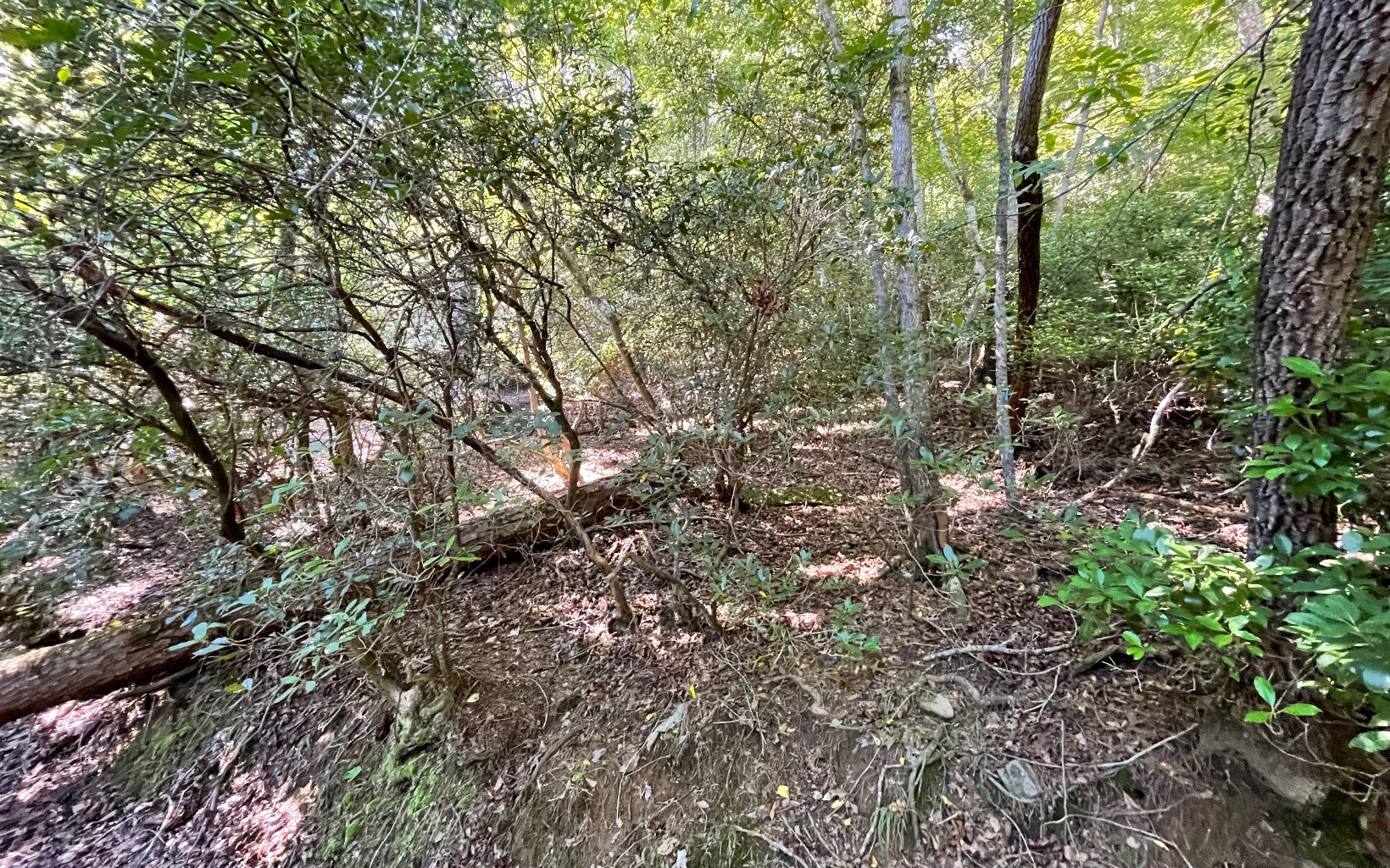 2424 Opaque Way