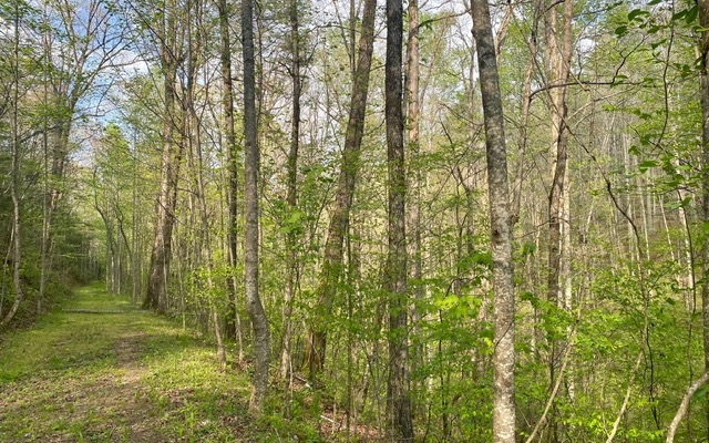 38+AC Ridgehaven Trail