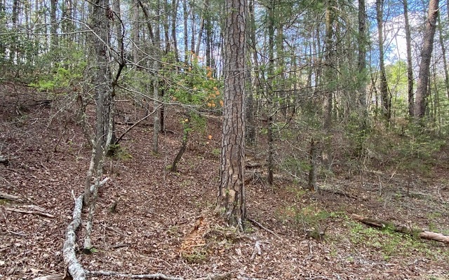38+AC Ridgehaven Trail