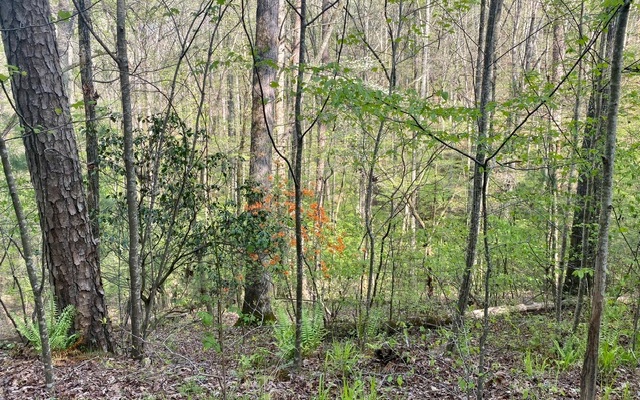 38+AC Ridgehaven Trail