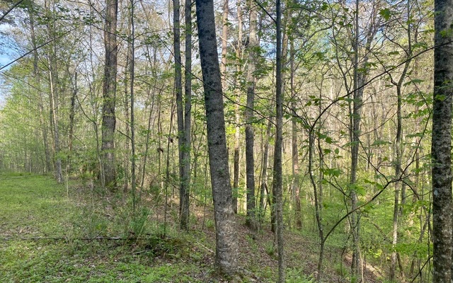 38+AC Ridgehaven Trail