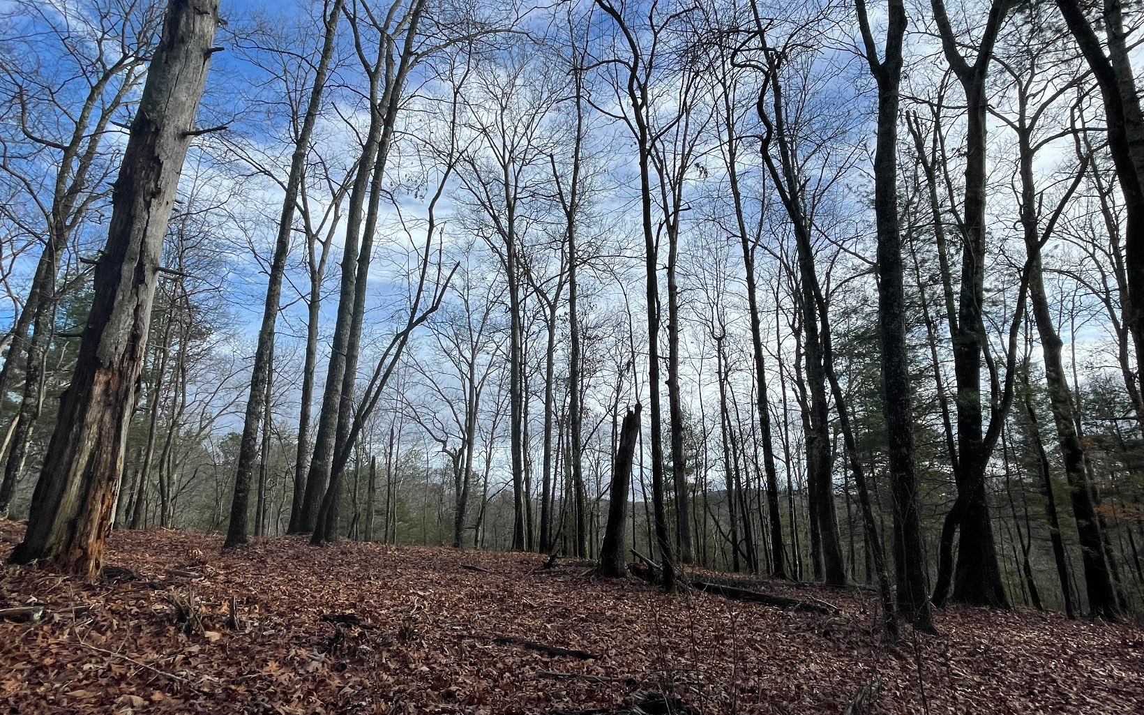 7+ AC Hap Holt Road
