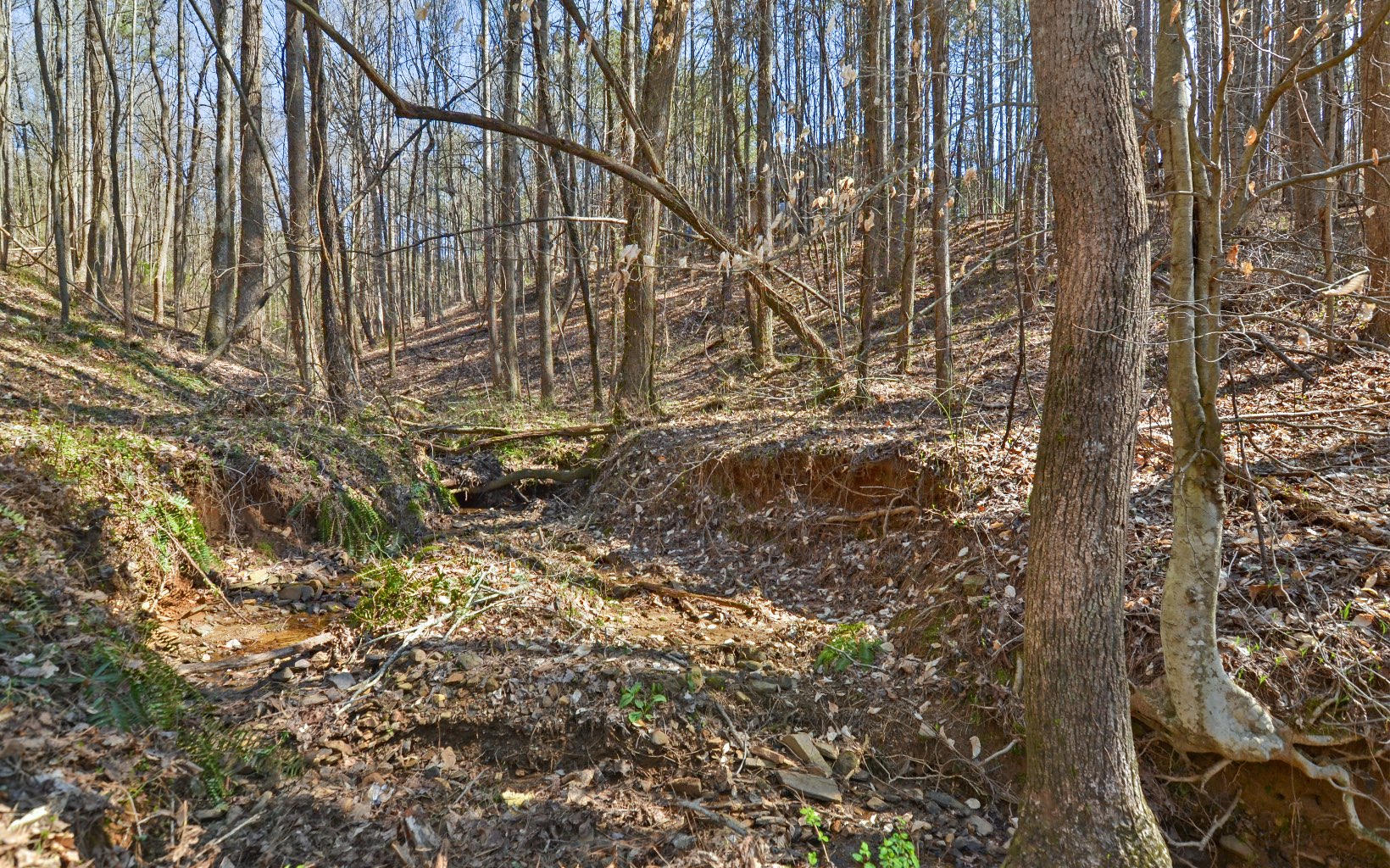 227 White Pine Way