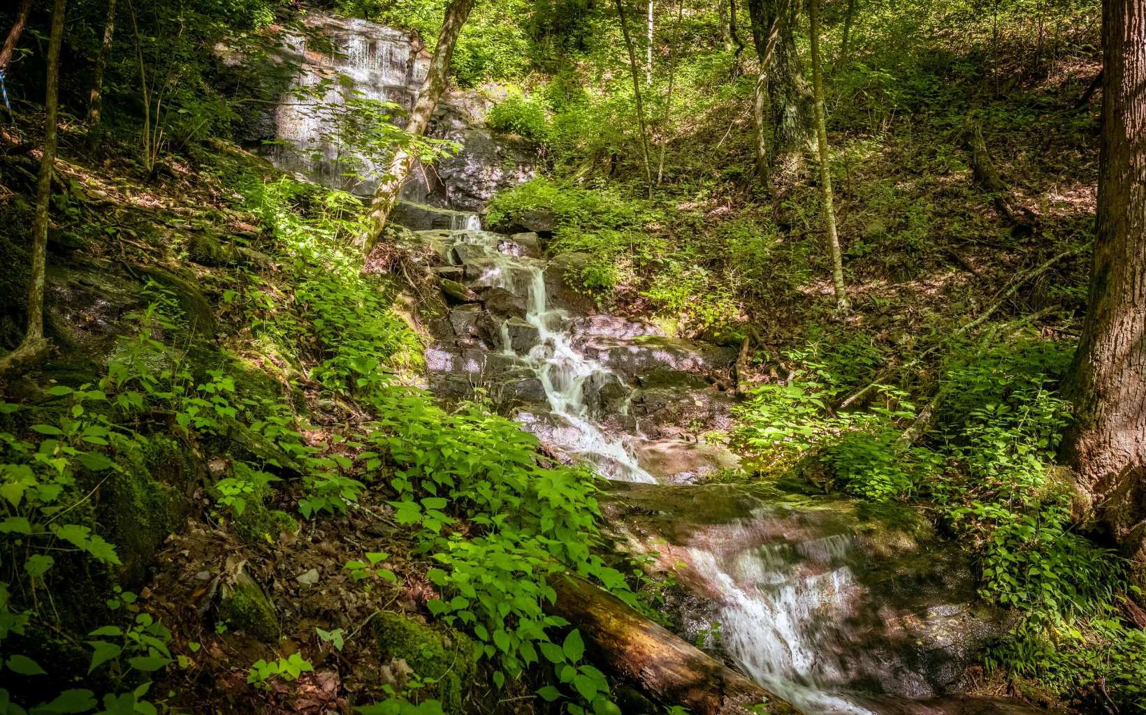 800 Chief Whitetails Road