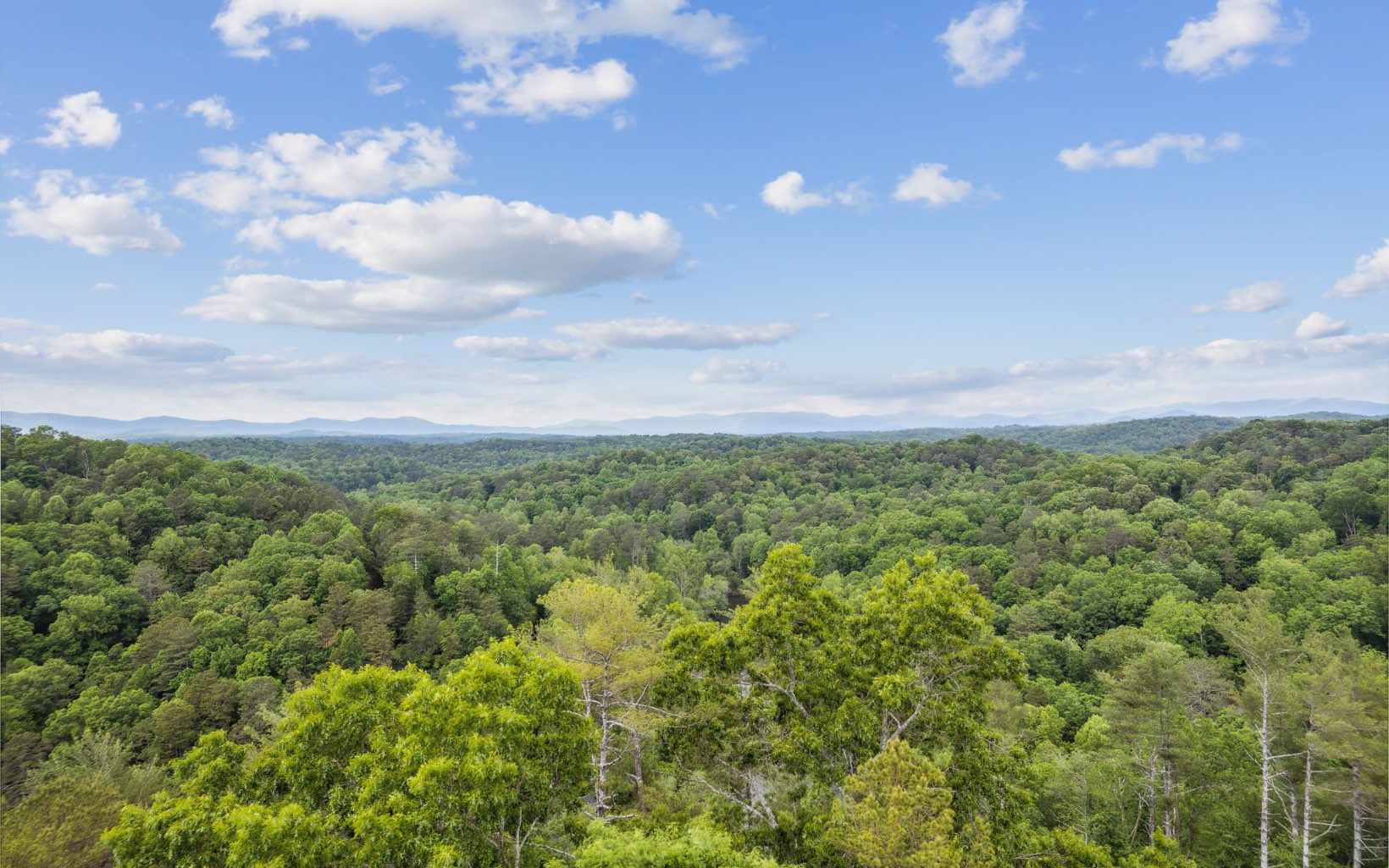 111 Dryad Court