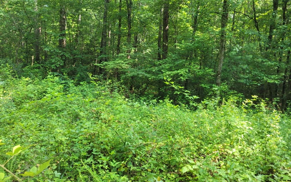 Lot 10 Quail Run Rd