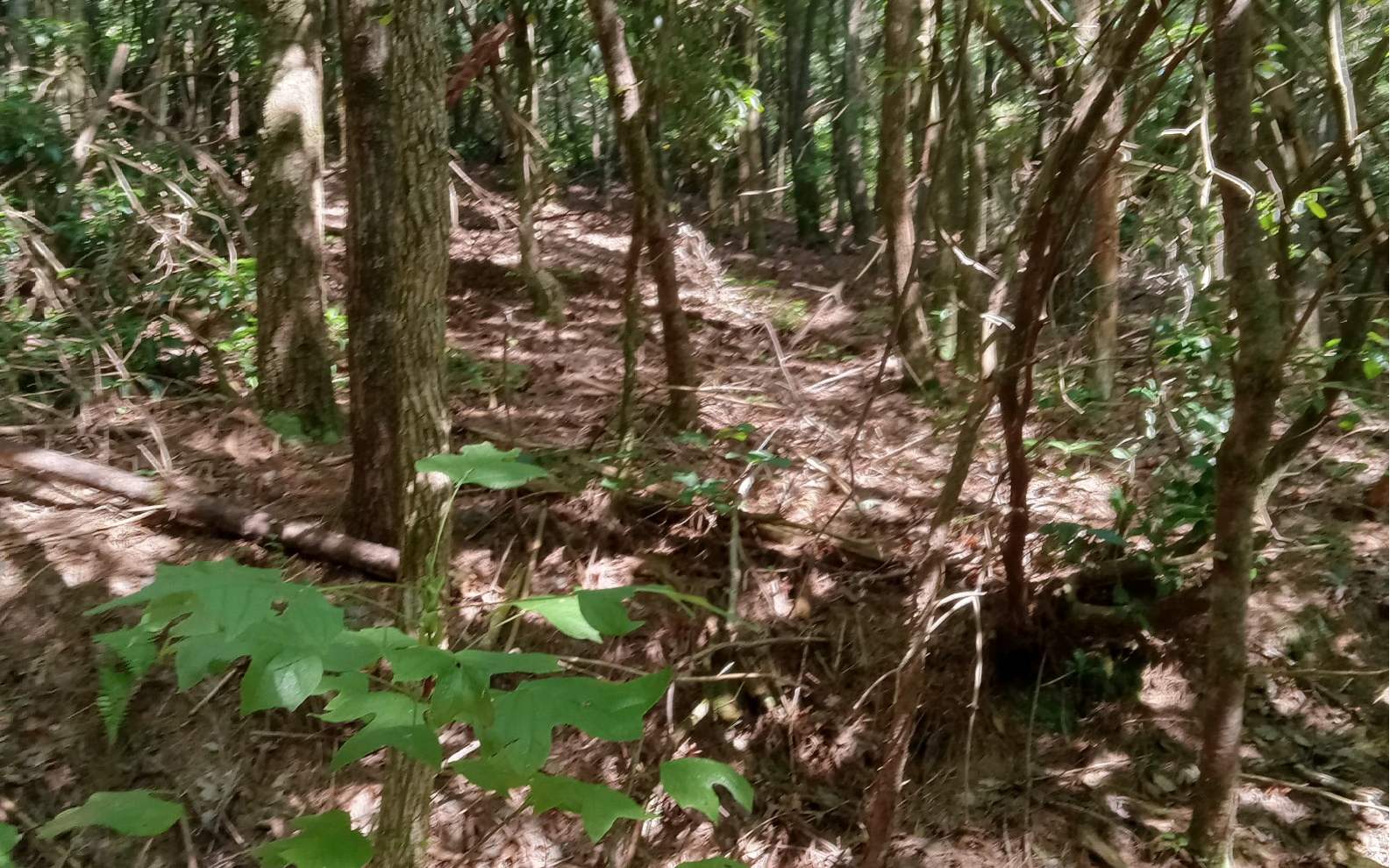 Conasauga Drive