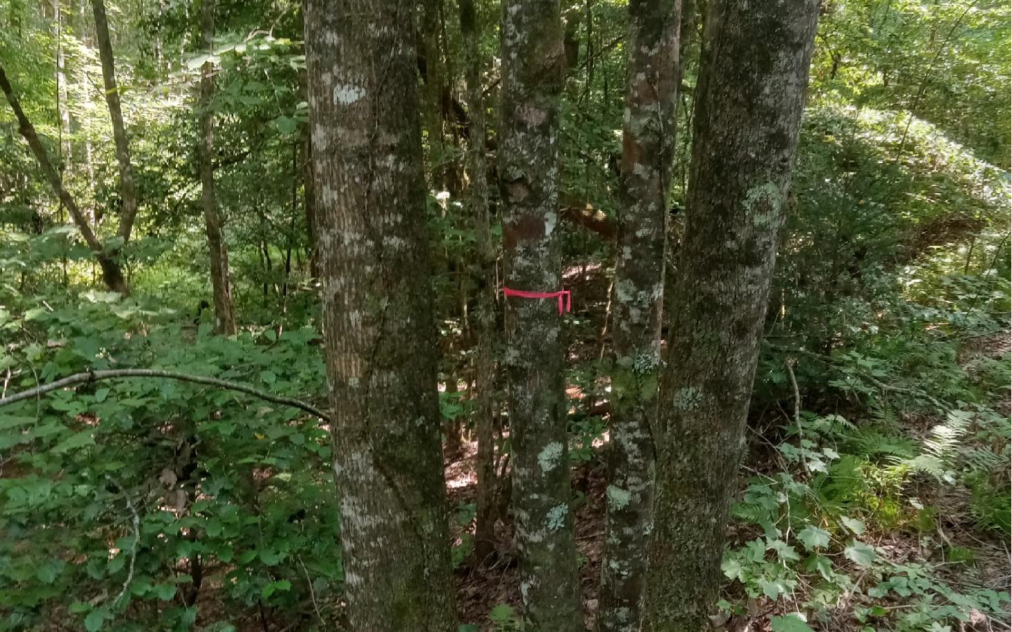 Conasauga Drive