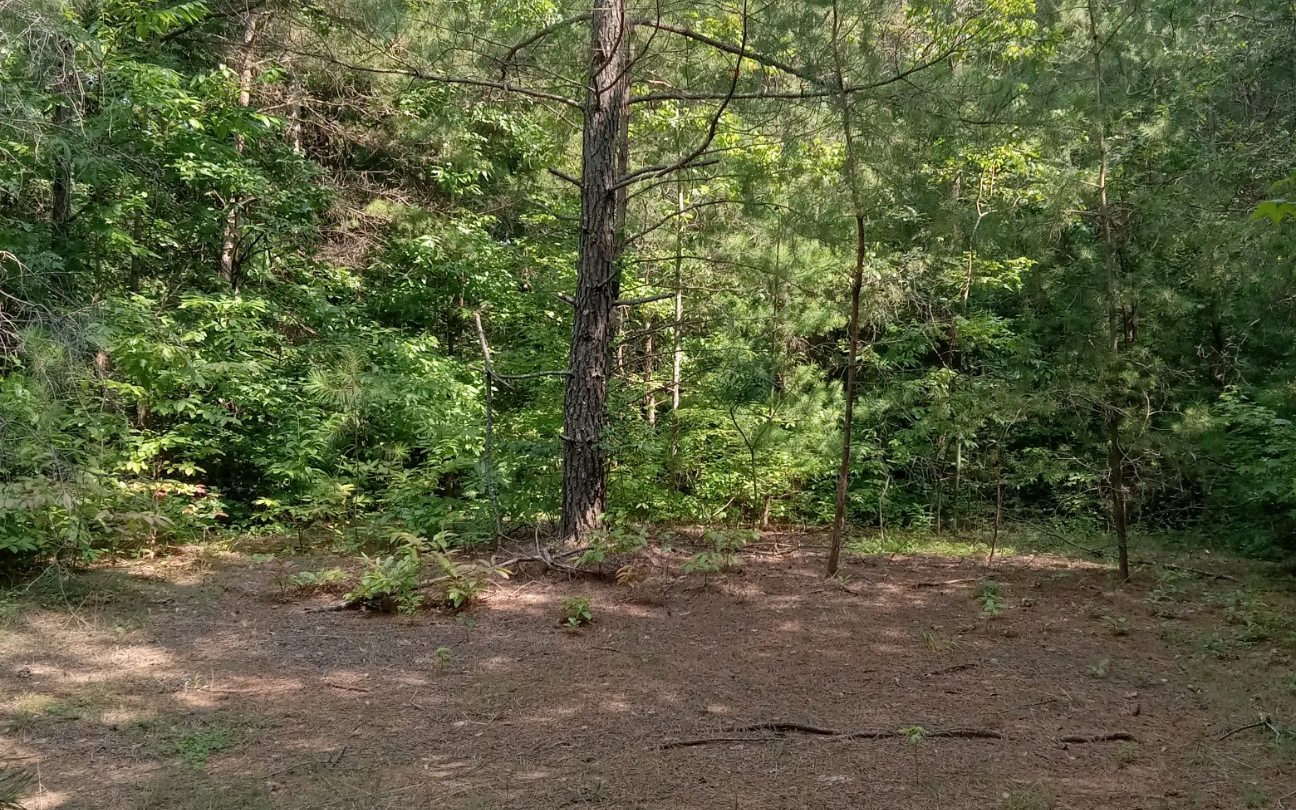 Conasauga Drive