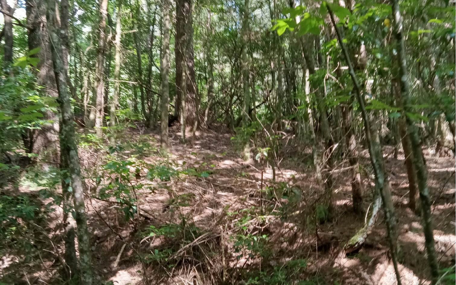 Conasauga Drive