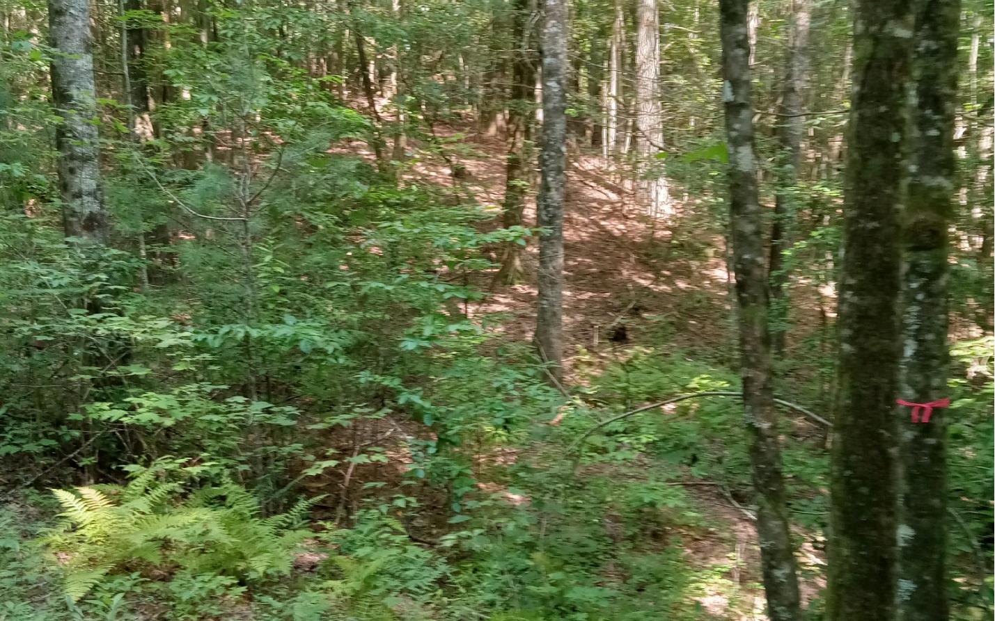 Conasauga Drive