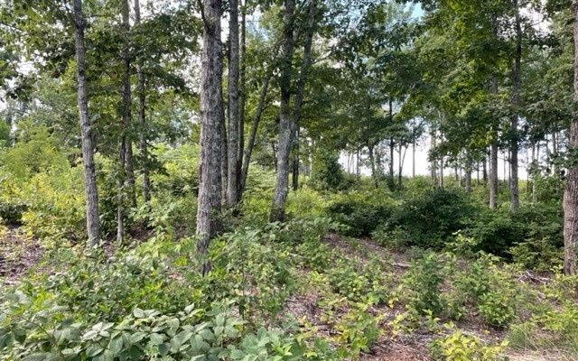 LT147 Twisted Oak Drive