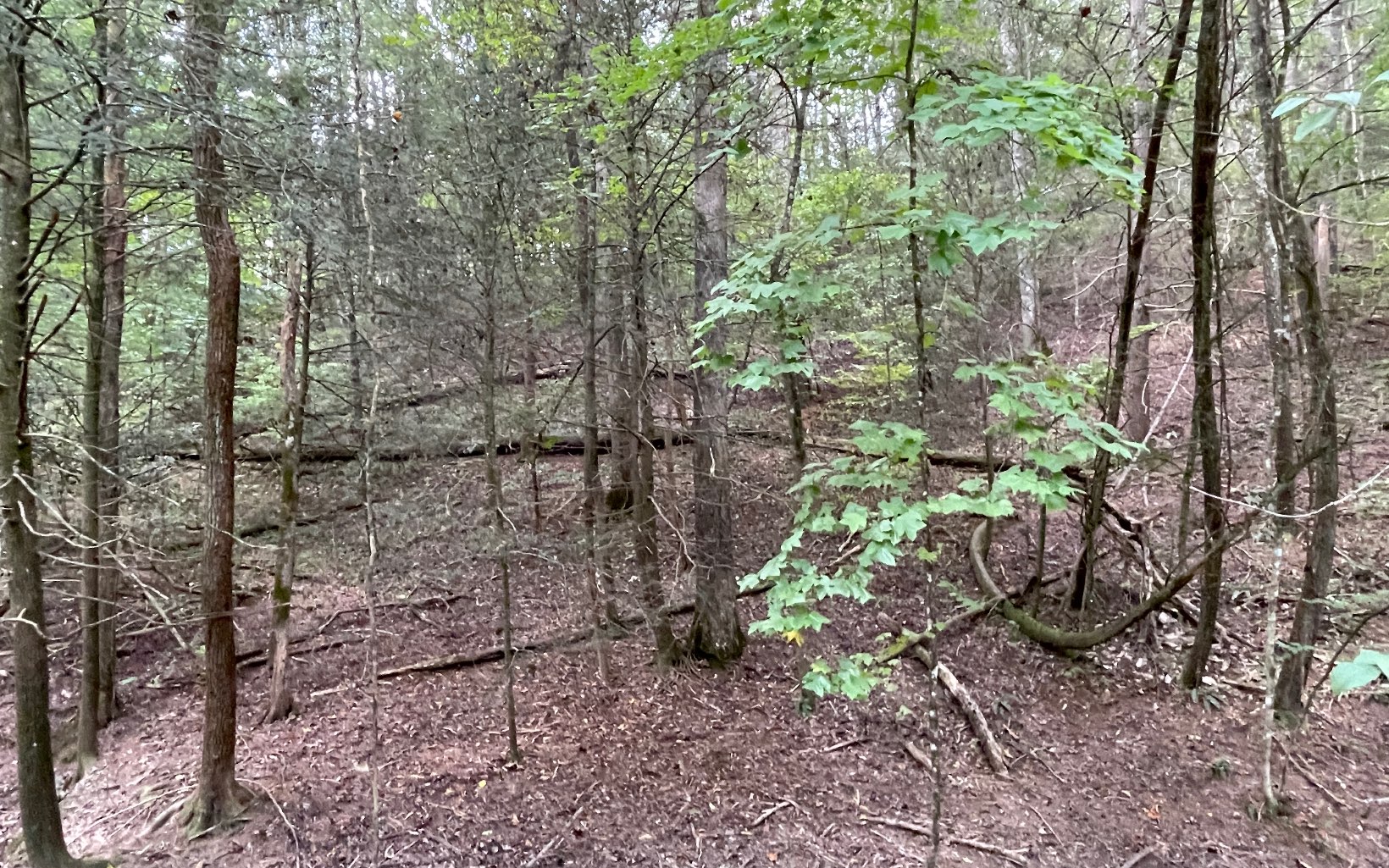 L3621 Fir Lane