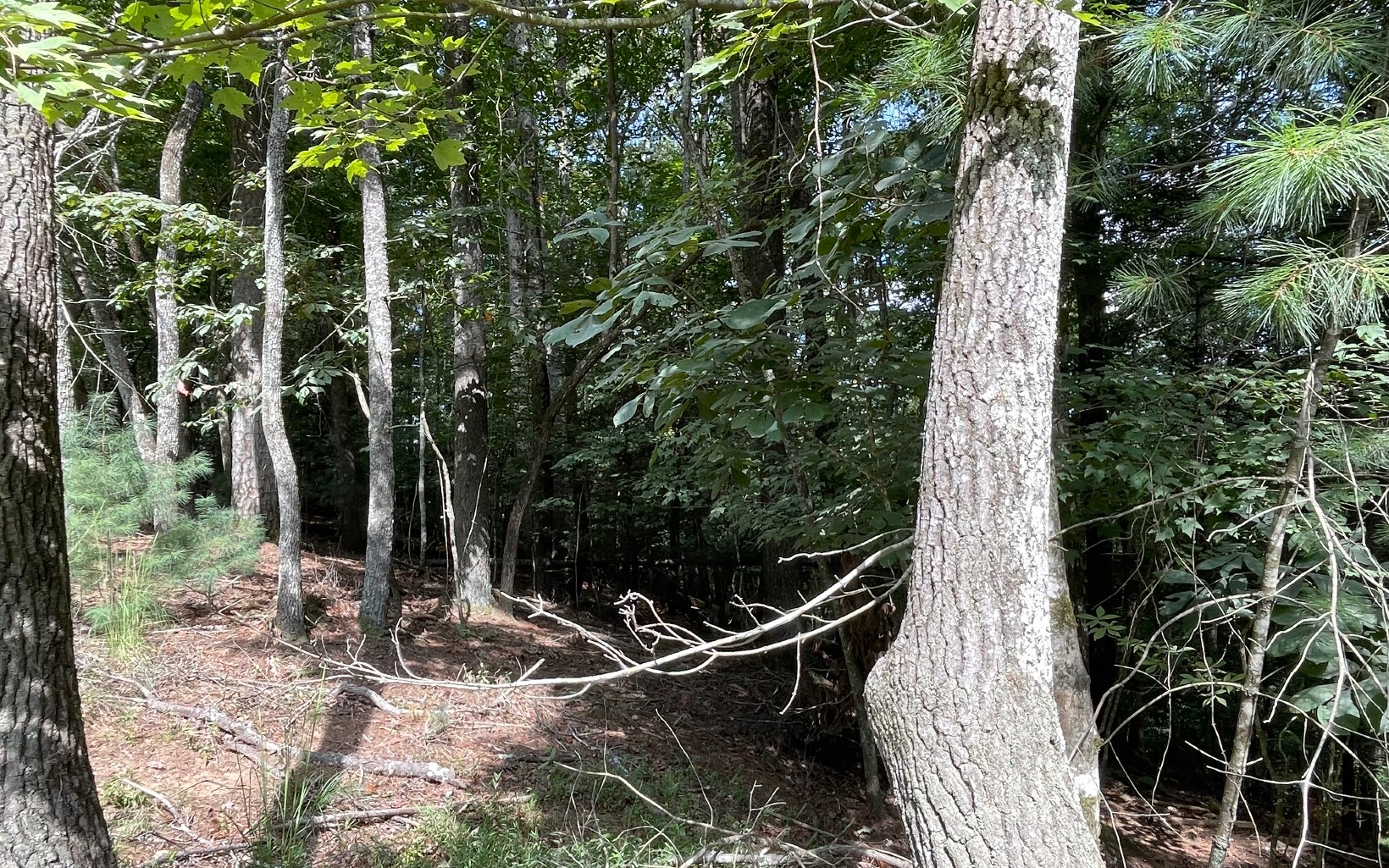 L3621 Fir Lane