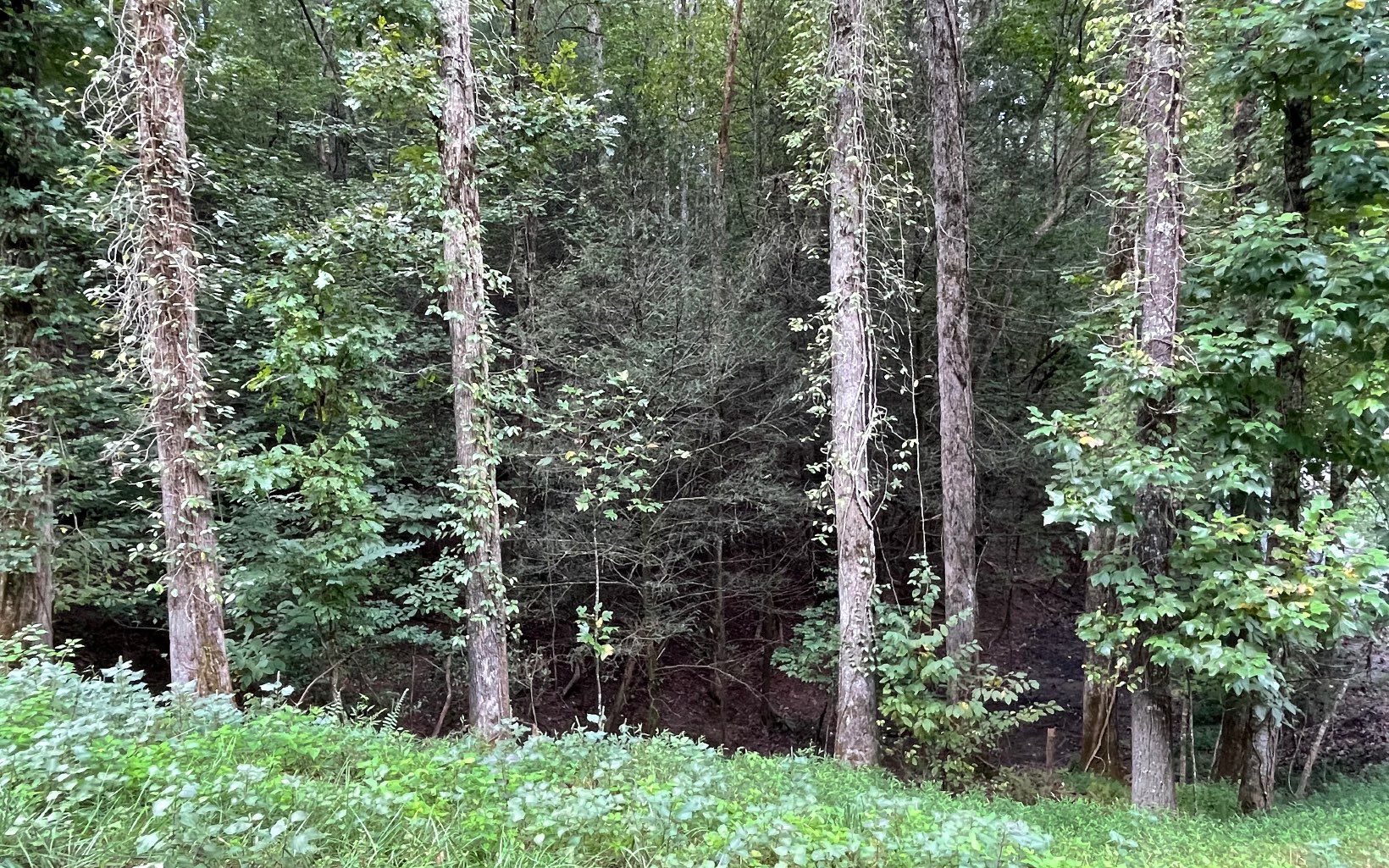 L3621 Fir Lane