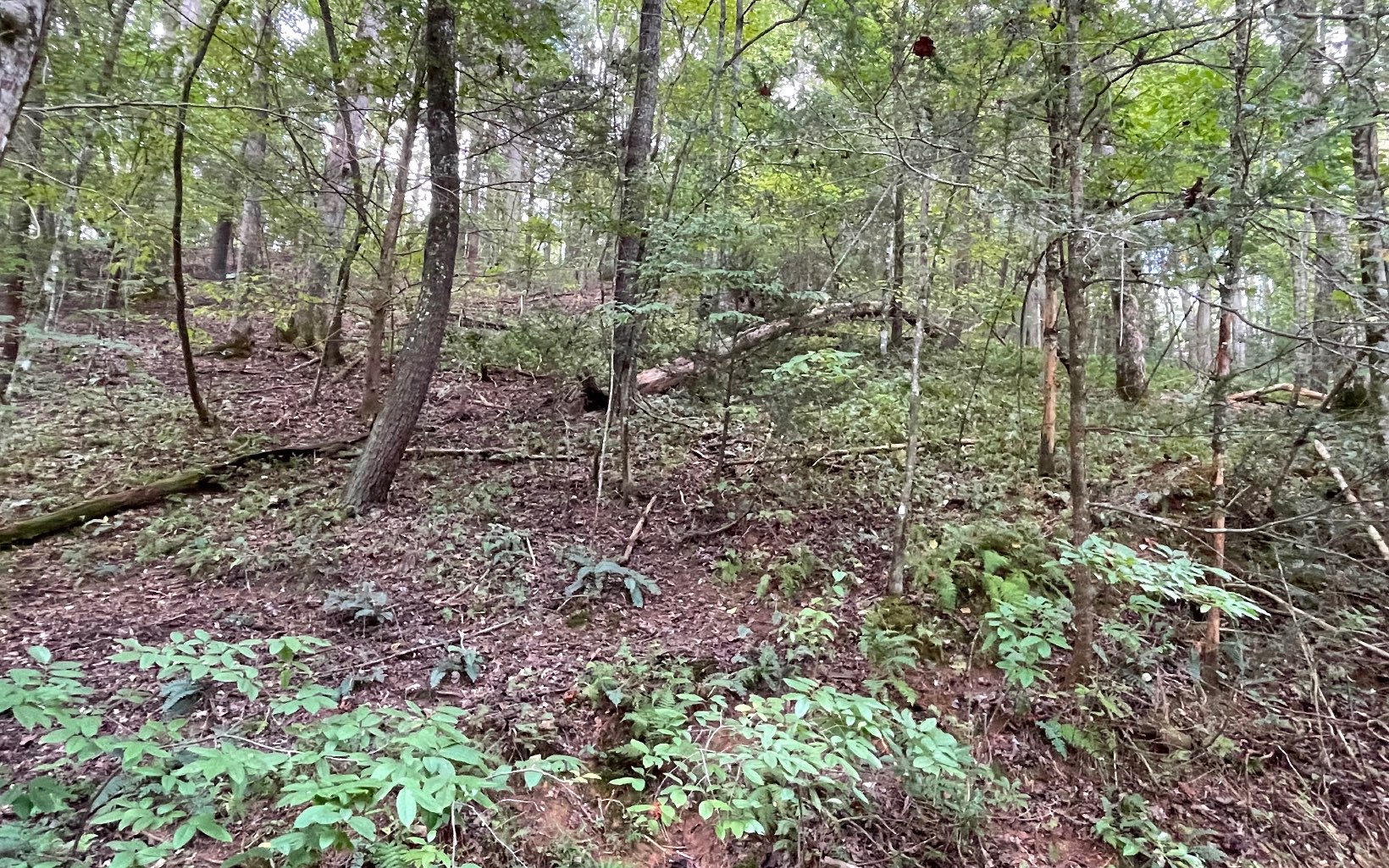 L3621 Fir Lane
