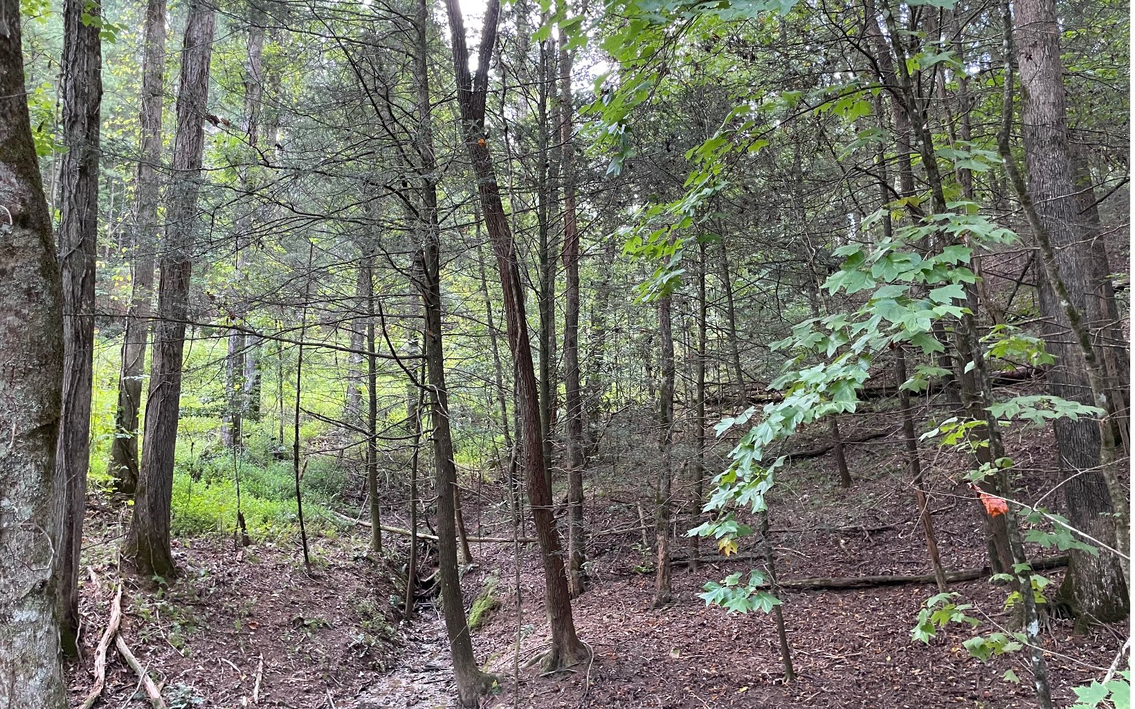 L3621 Fir Lane