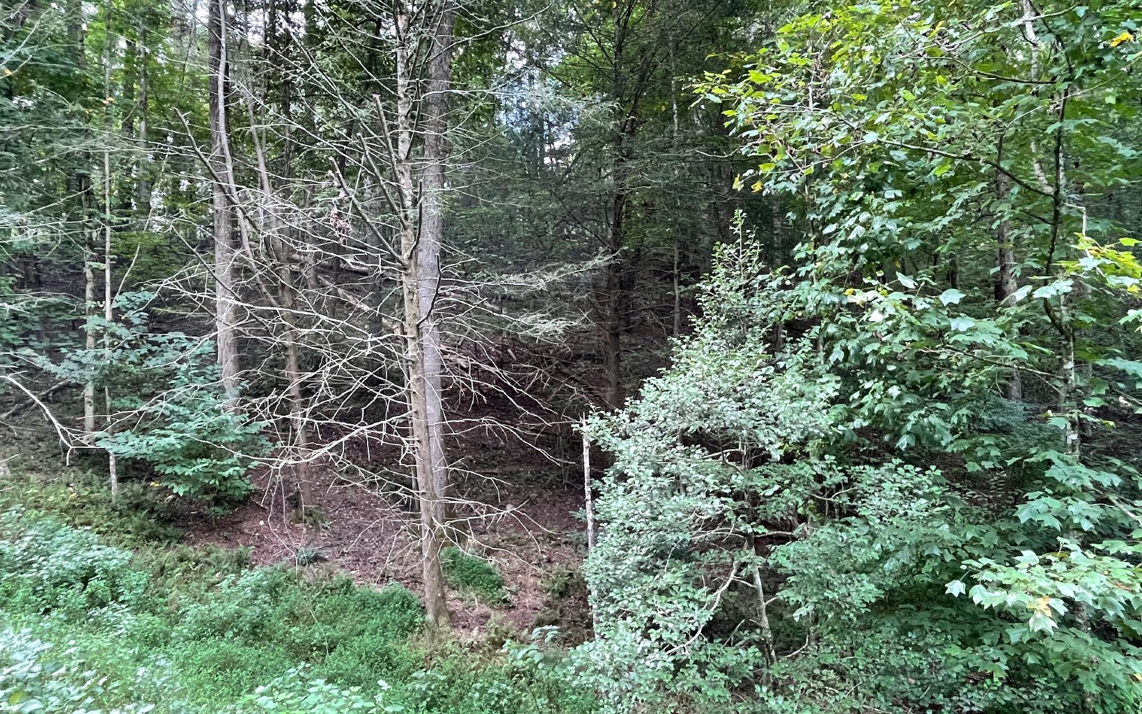 L3621 Fir Lane
