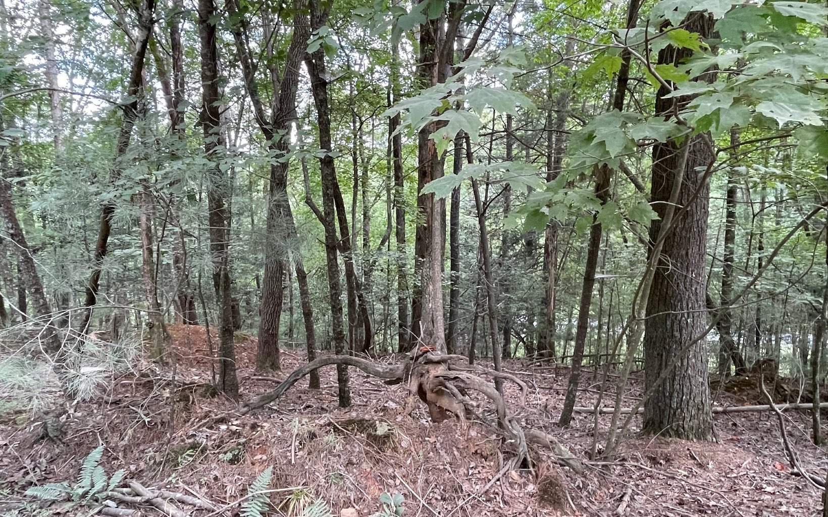 L3621 Fir Lane