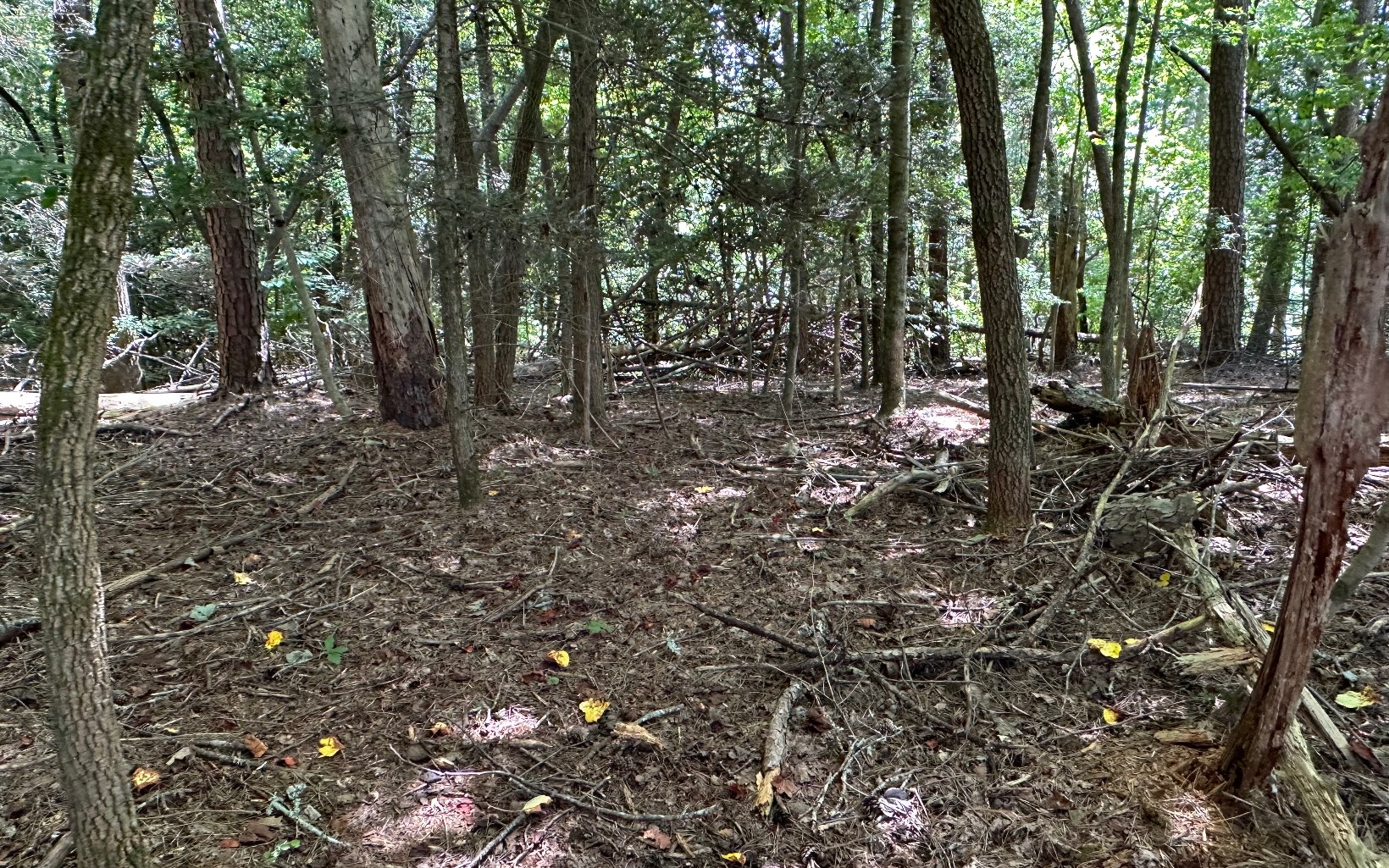 3.8 Big Creek Road