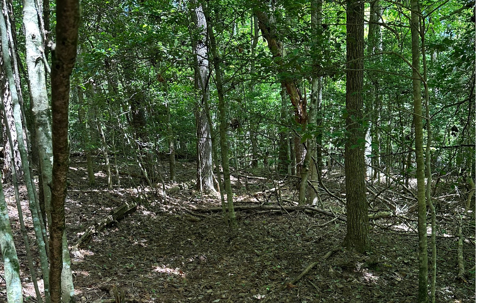 3.8 Big Creek Road