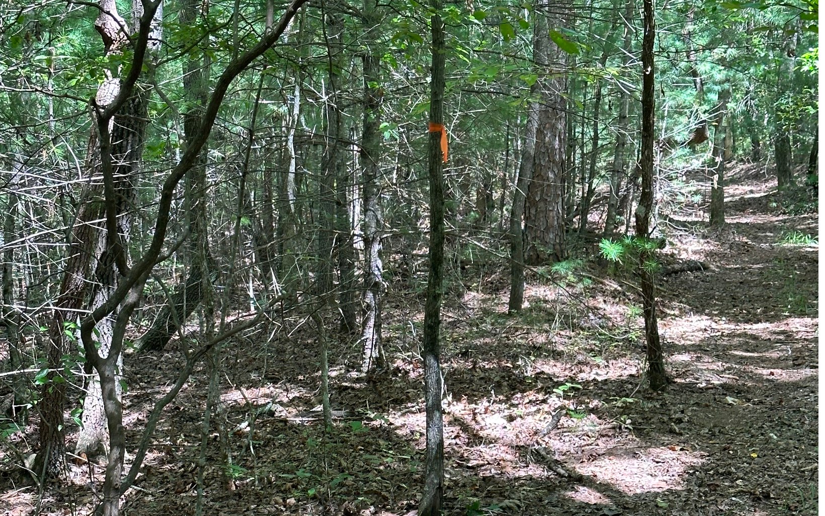 3.8 Big Creek Road