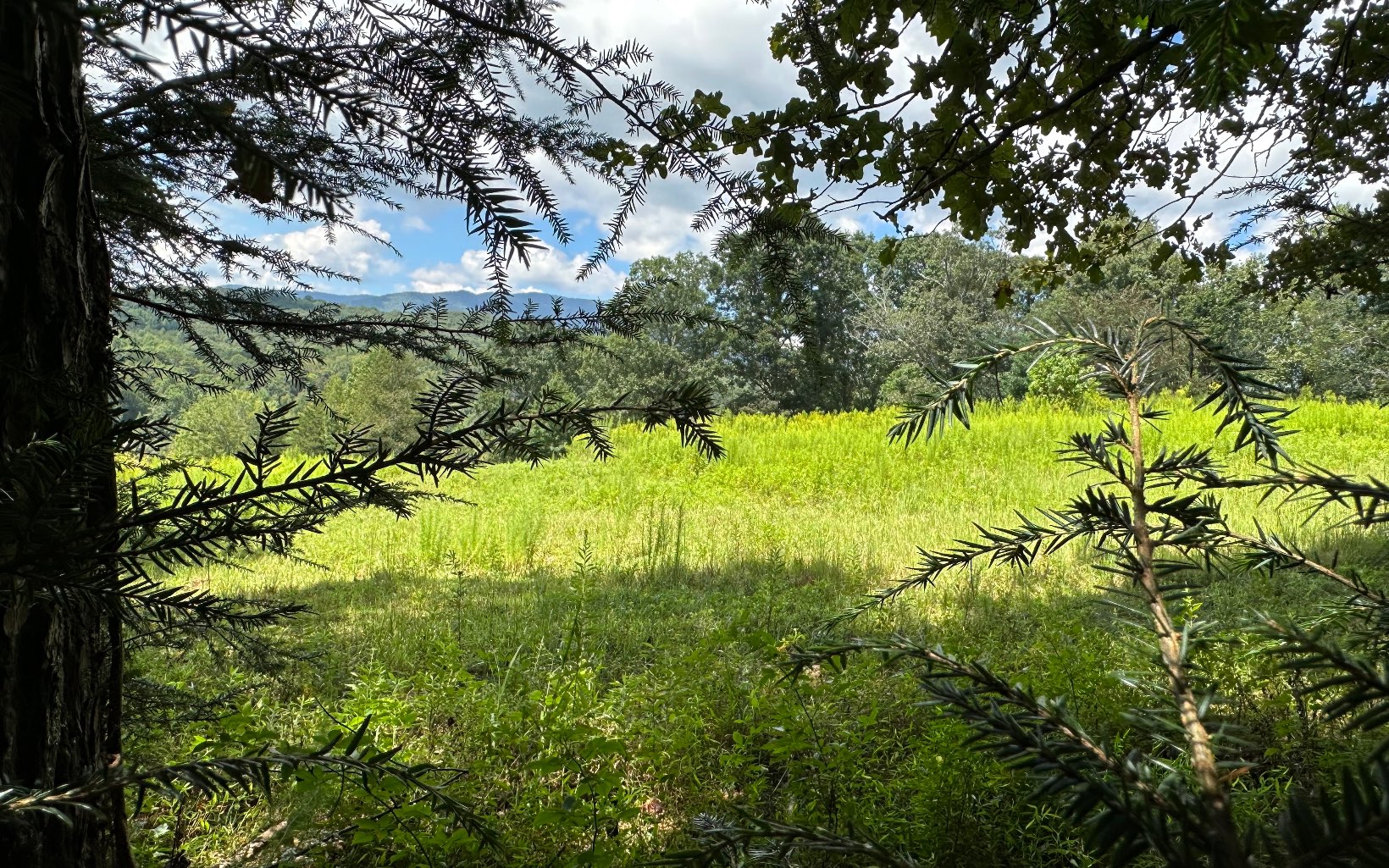 3.8 Big Creek Road