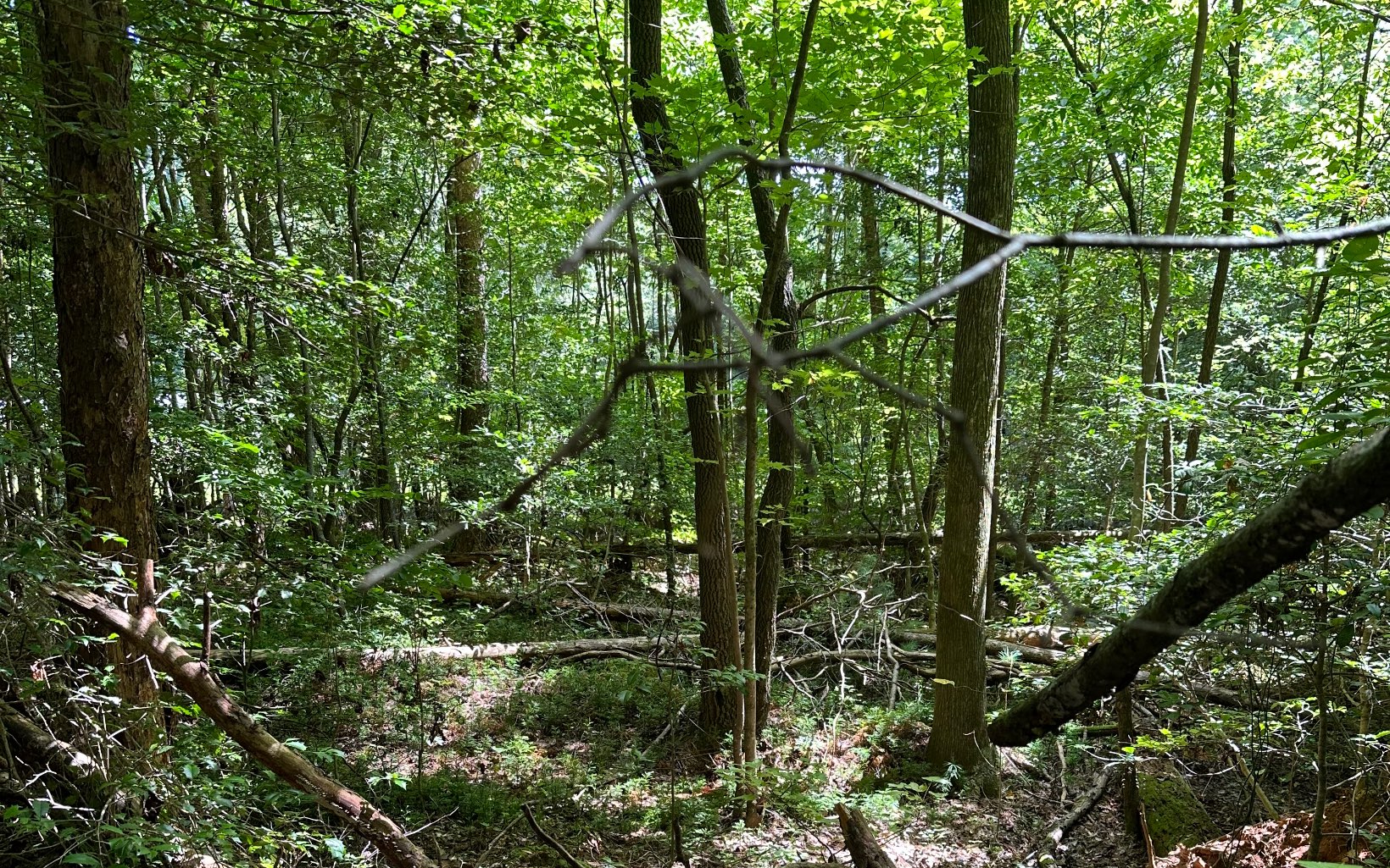 3.8 Big Creek Road