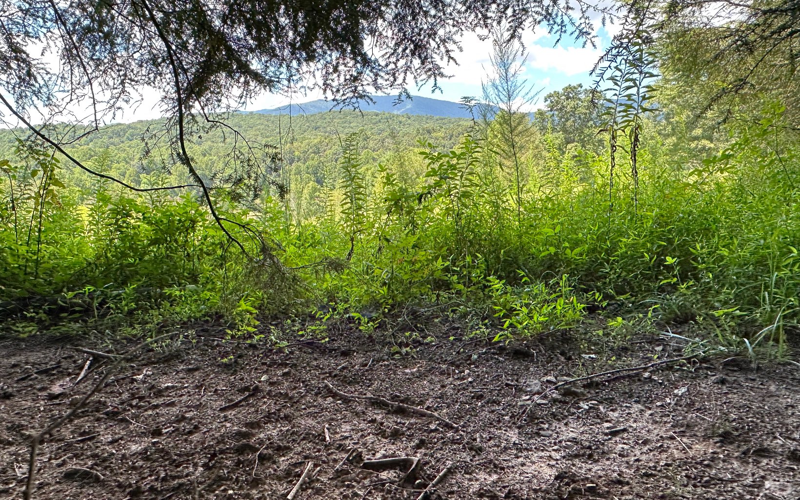 3.8 Big Creek Road
