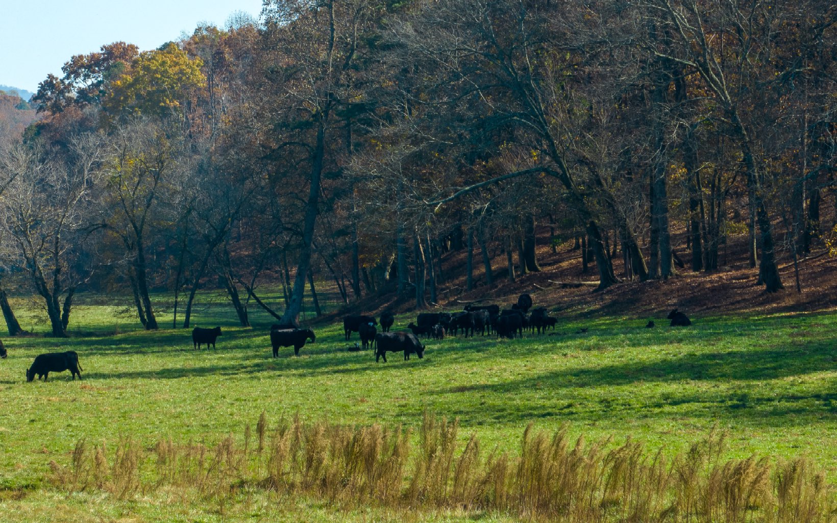 2453 Flat Branch Road